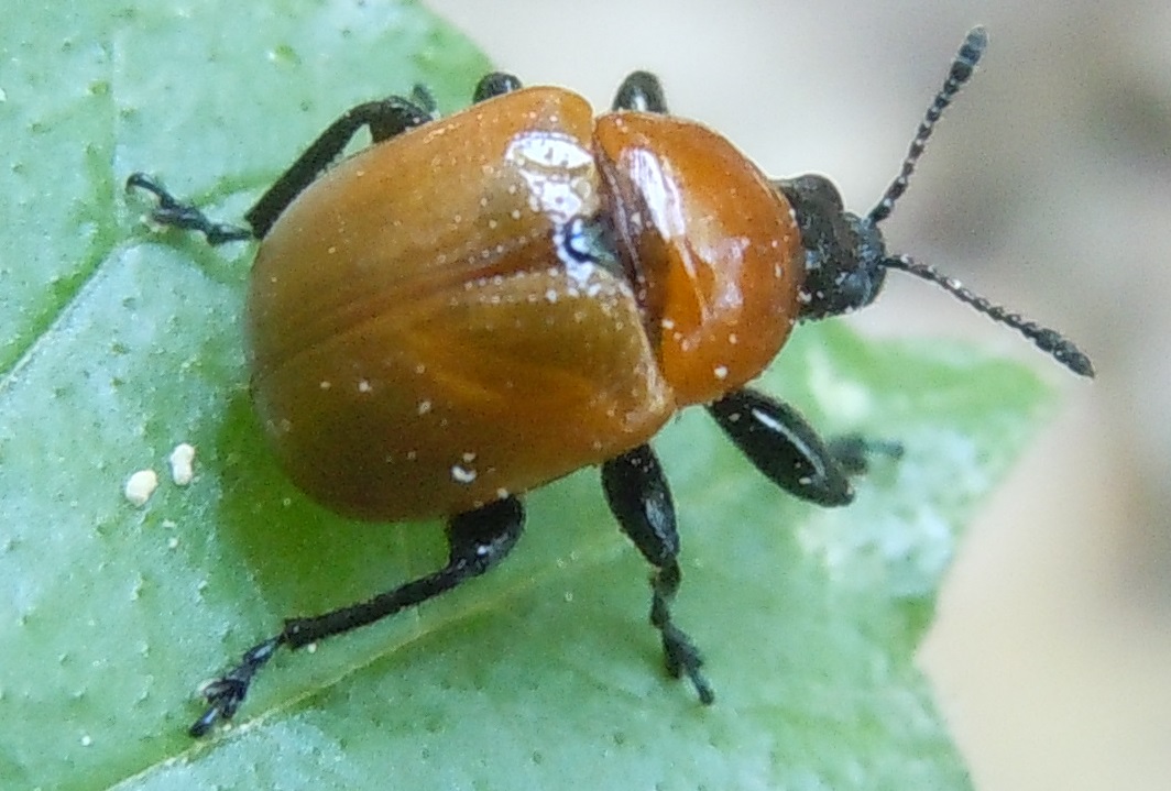Attelabus nitens